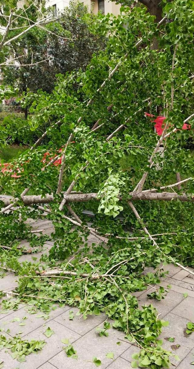 情报站｜电箱被刮倒、碗口粗柳树被吹折……济南昨晚风力有多